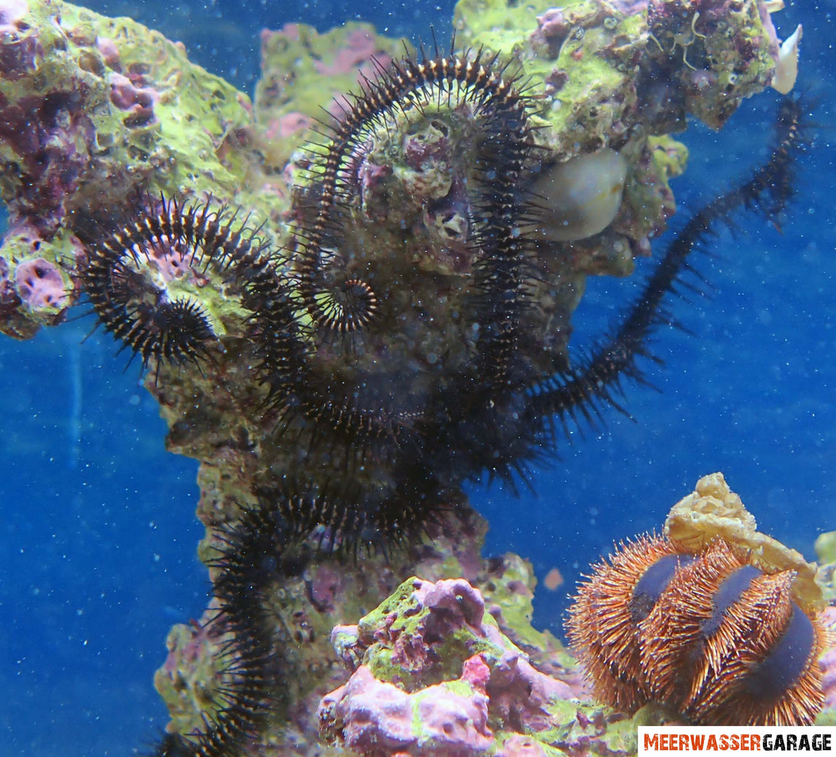 Ophiocoma sp - Schwarzer Schlangenstern