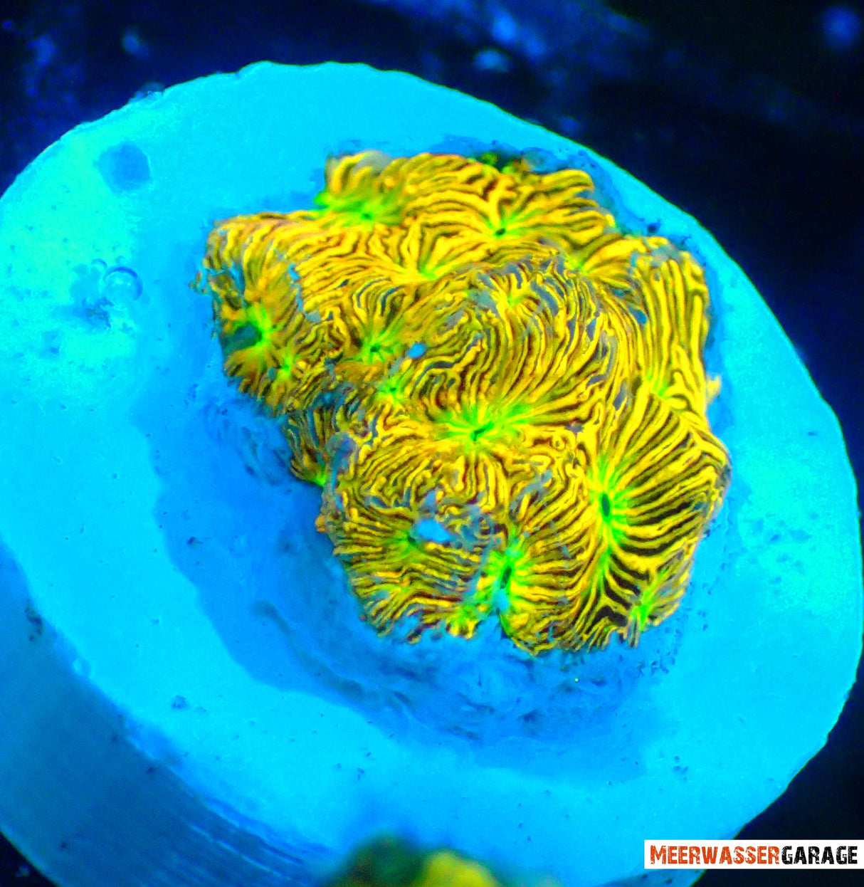 Jack O'Lantern de Leptoseri