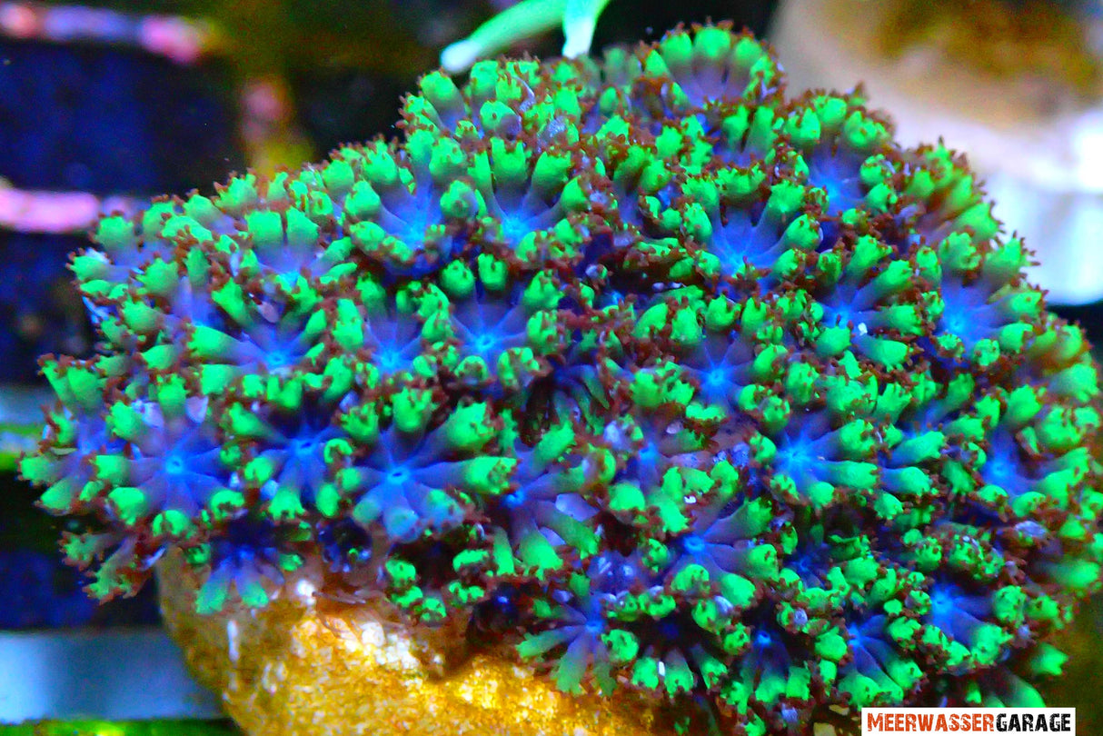 Sympodium sp. - Blaue Weichkoralle