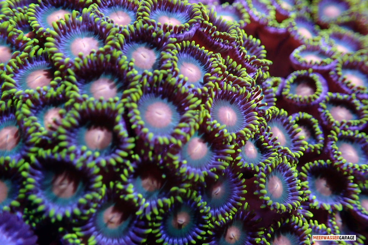 Zoanthus Gorilla Nipples