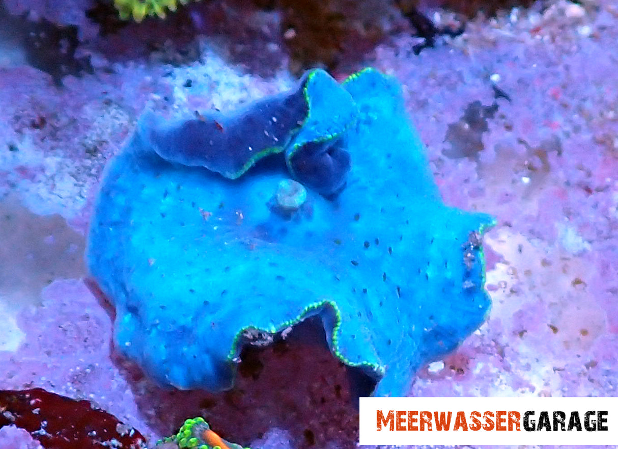 Discosoma Scheibenanemone blau