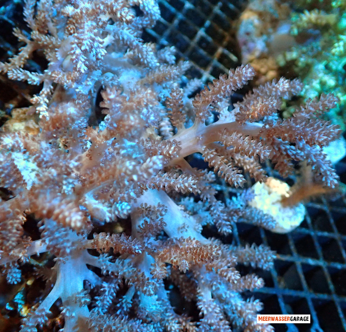 Keniabäumchen - Capnella Imbricata