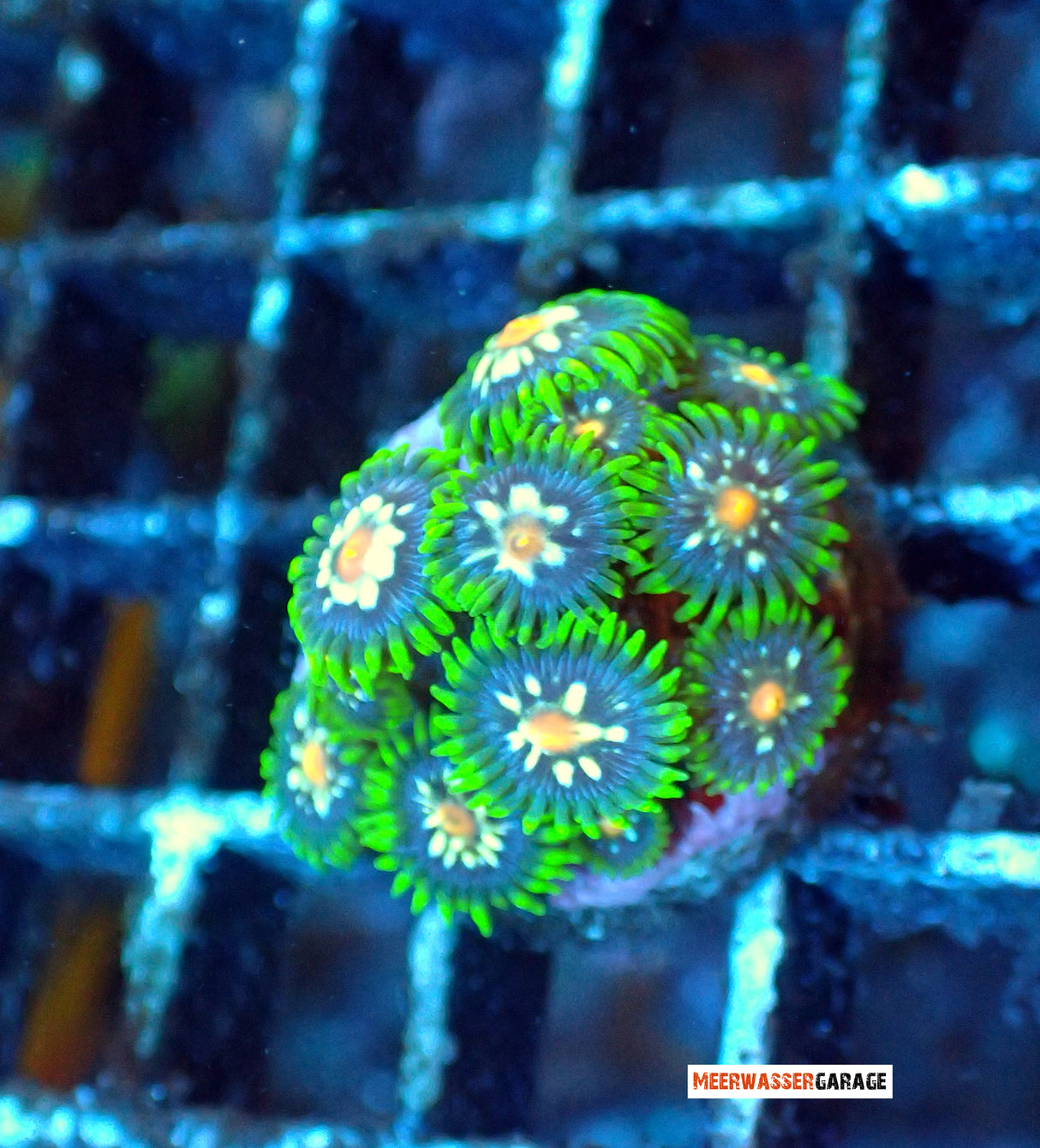 Zoanthus Stargazers 2Polypen