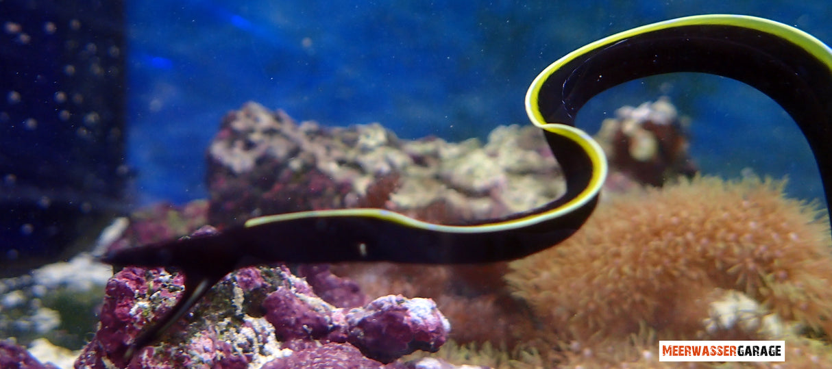 Geistermuräne - Nasen-Muräne Schwarz - Rhinomuraena quaesita