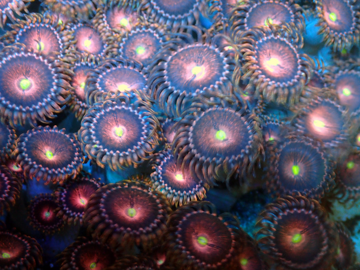 Zoanthus Alien Explosion