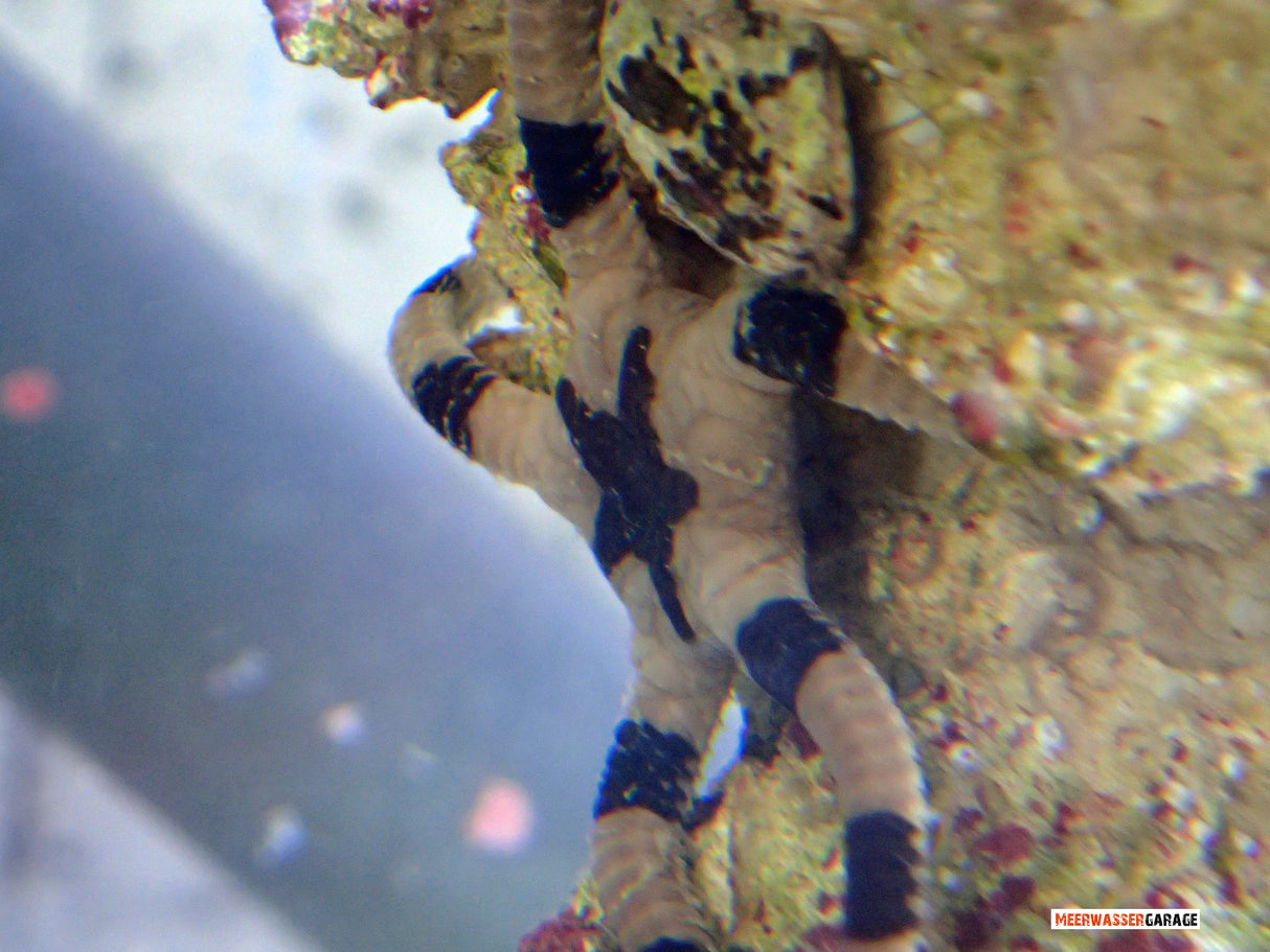 Zebra Schlangenstern