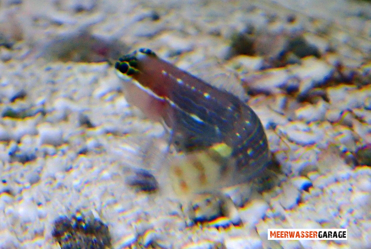 Ecsenius pictus - Nadelstreifen-Kammzähner