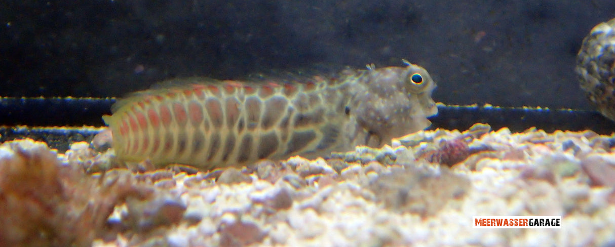 Salarias segmentatus - Segmentierter Schleimfisch