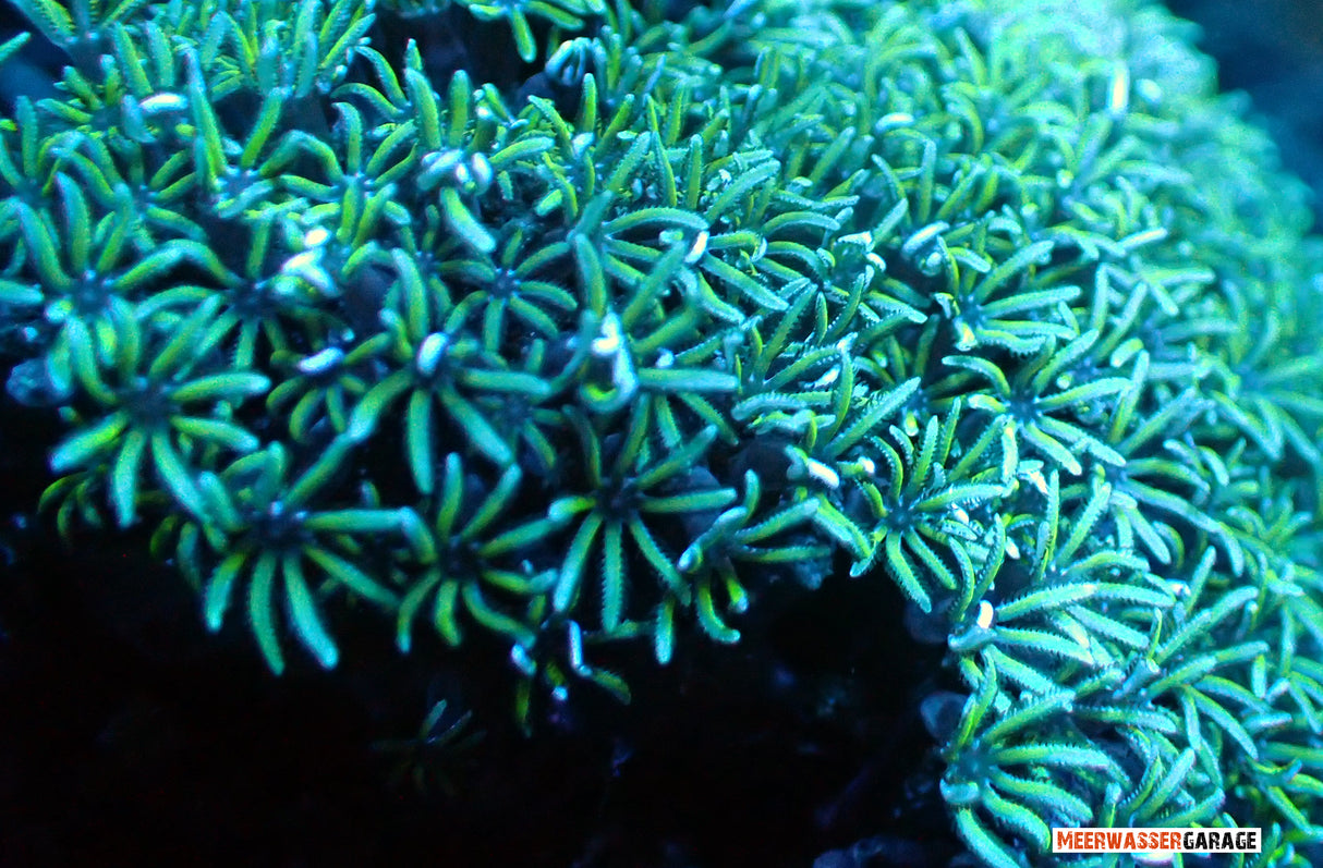 Tubipora musica - corallo d'organo