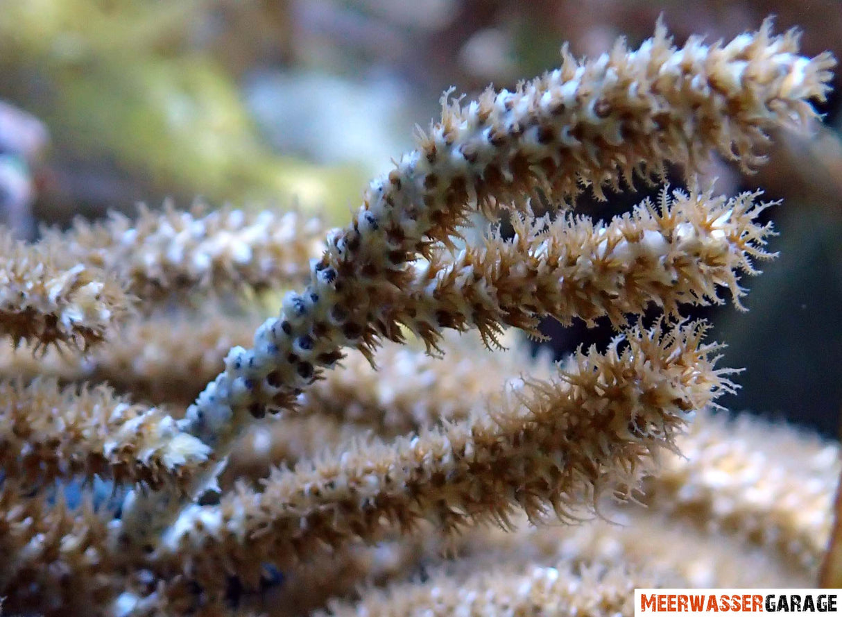 Eunicea Gorgonie - Fingergorgonie