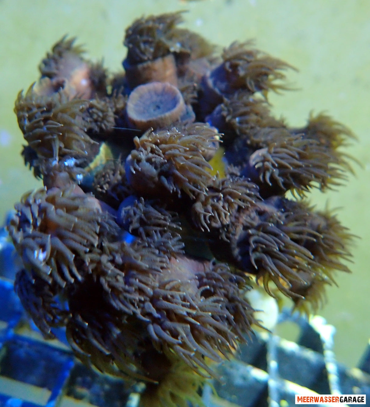 Tubastraea micranthus - Schwarze Kelchkoralle SELTEN!!!