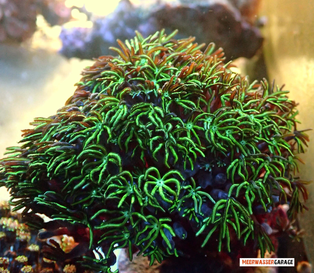 Tubipora musica - Orgelkoralle ultra grün