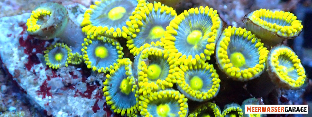 Zoanthus Blueberry Pie