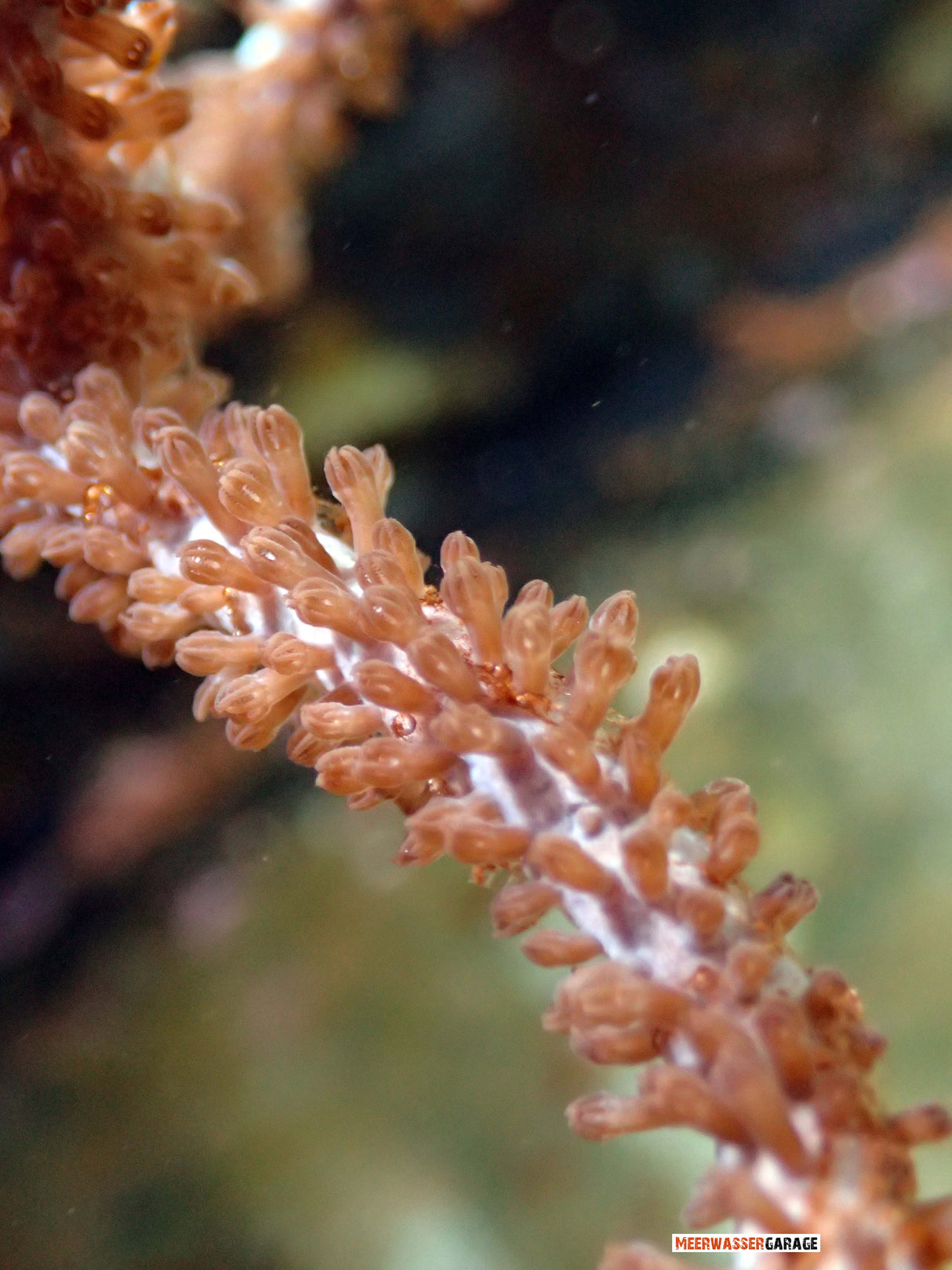 Dickstämmige Gorgonie