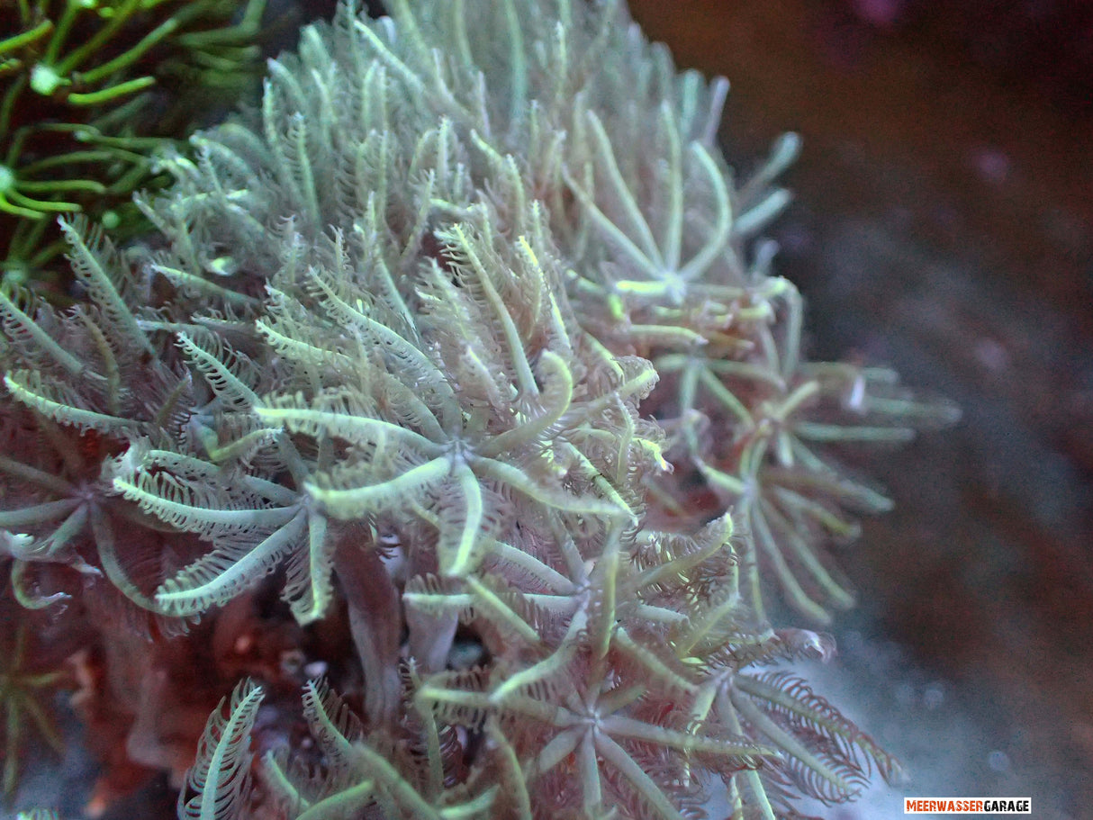 Anthelia Glauca - Straußenkoralle