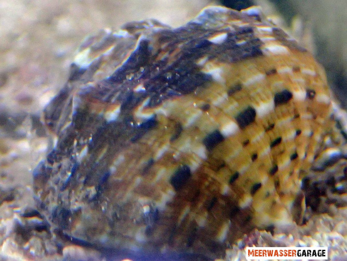 Turbo fluctuosus - Mexikanische Turbo Schnecke Bryopsis-Algen fresser