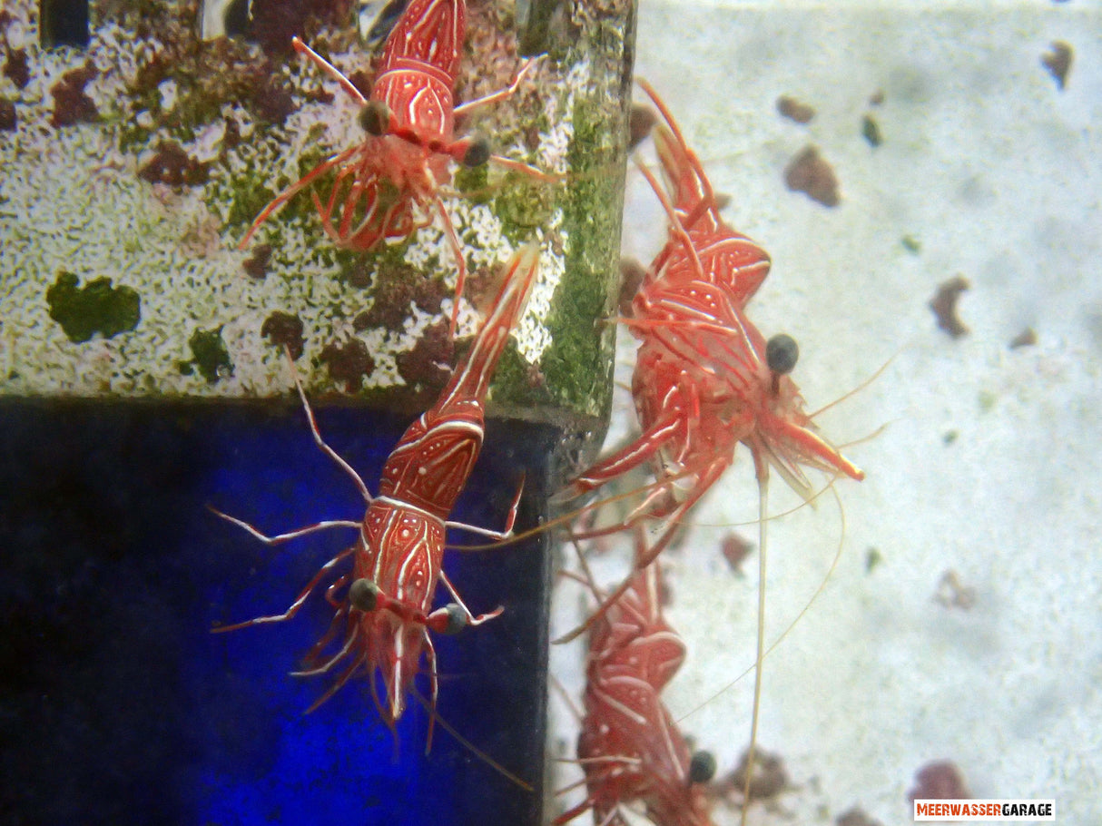 Rhynchocinetes Durbanensis - Tanzgarnele