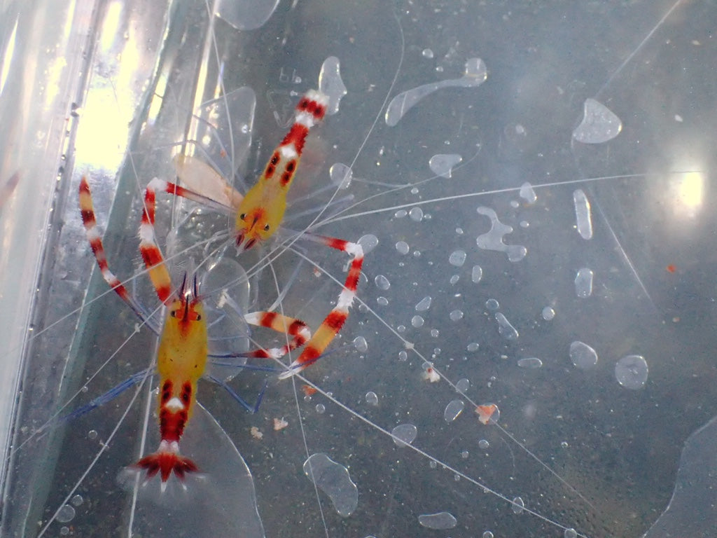 Stenopus Hispidus - Gelb Scherengarnele