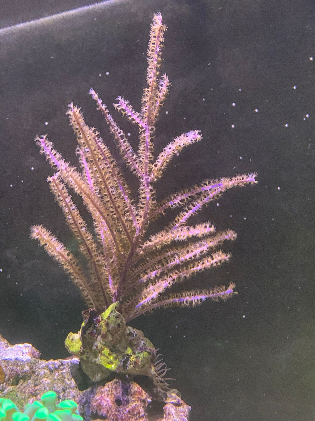 Pseudopterogorgia lila