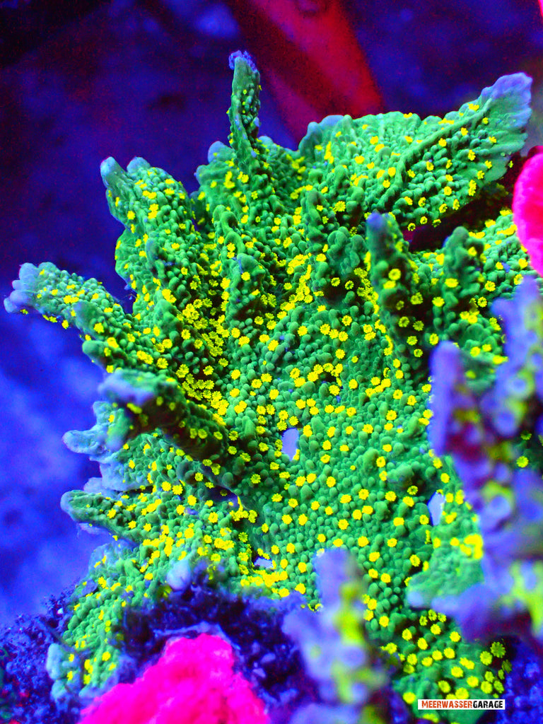 SPS-Korallen