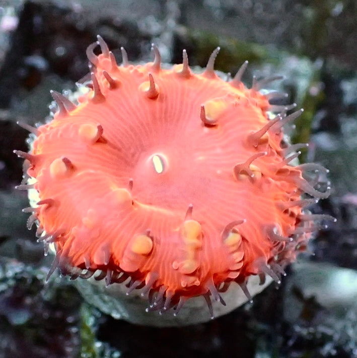 Blastomussa Wellsi
