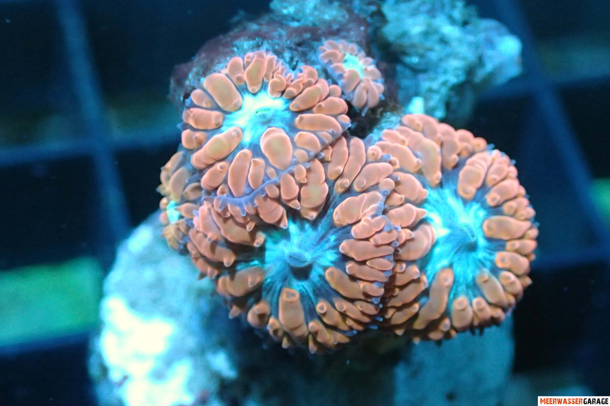 Blastomussa Merleti 5 Polypen