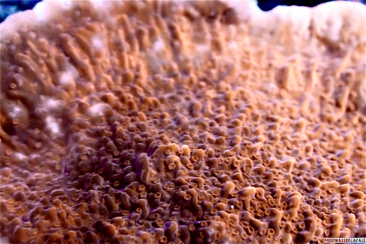 Montipora rot