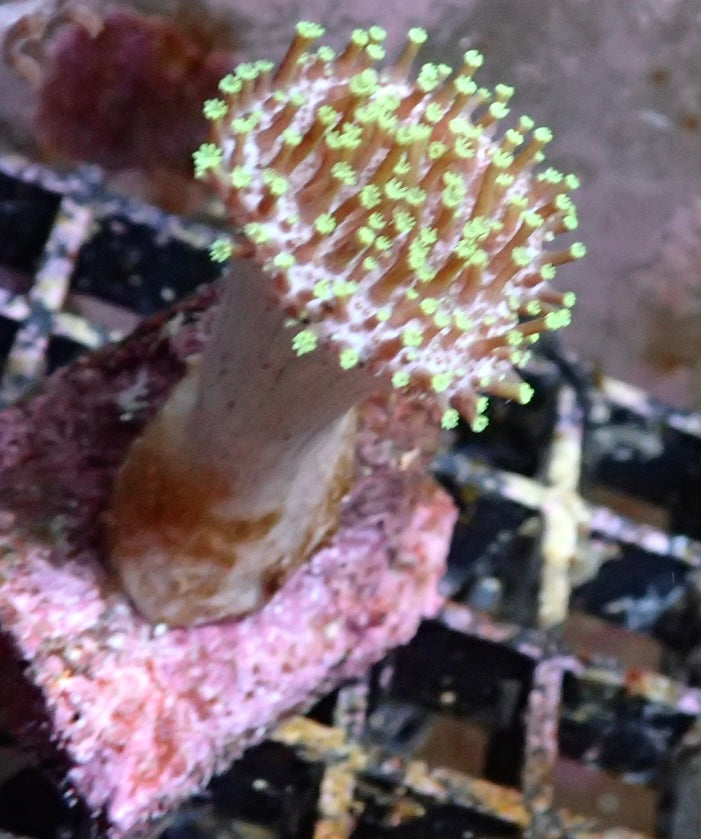 Sarcophyton ehrenbergi - Pilzlederkoralle WYSIWYG