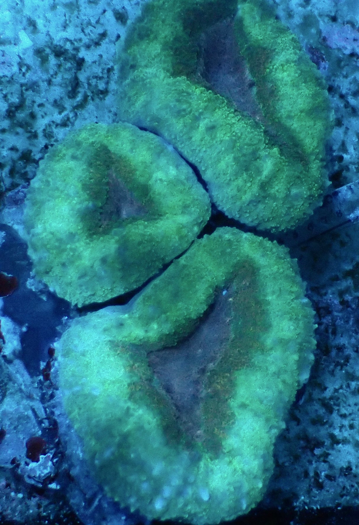 Lobophyllia sp. 3er Kopf - WYSIWYG