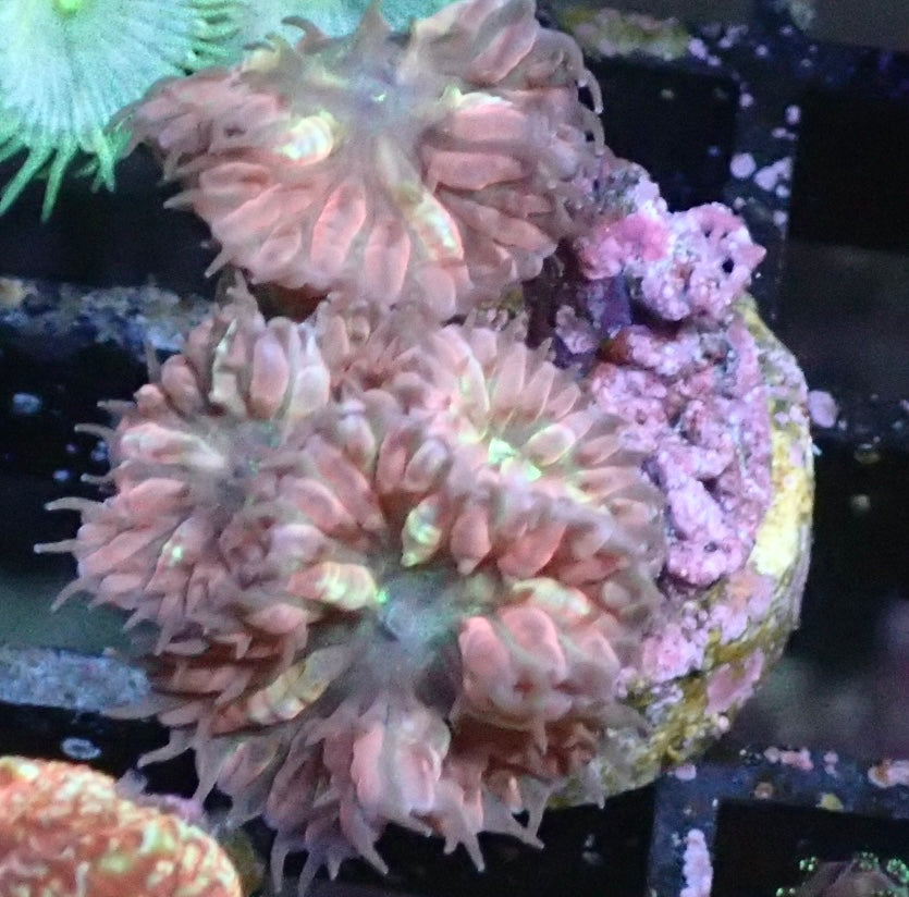 Blastomussa Merleti 5 polypes 