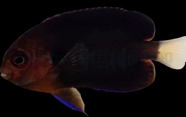 Centropyge Flavicauda - Weißschwanz Zwergkaiserfisch