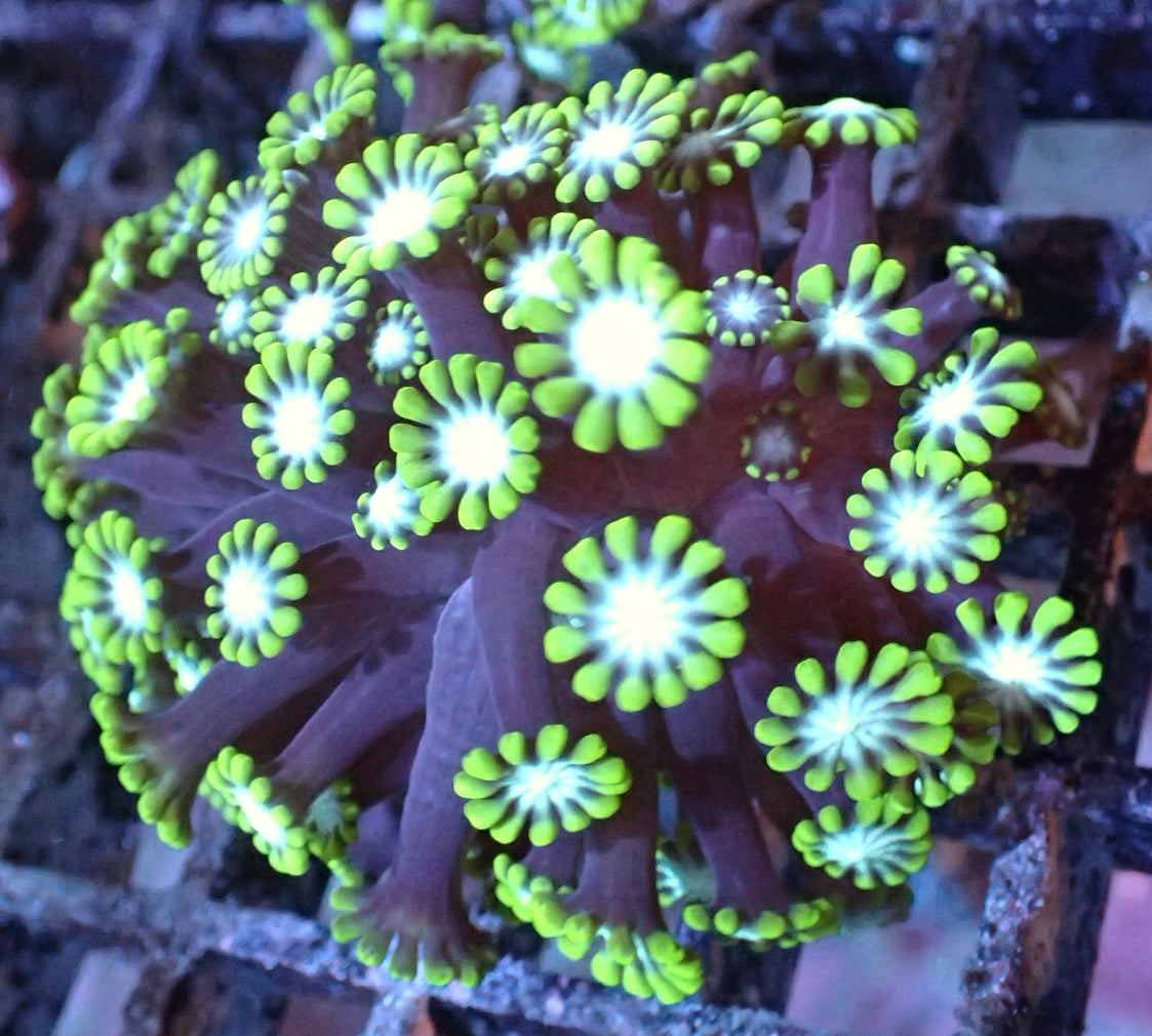 Alveopora Tizardi M