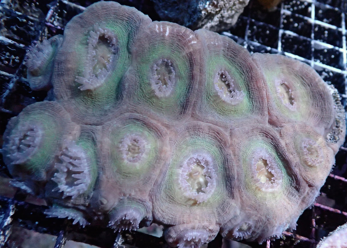 Moseleya latistellata