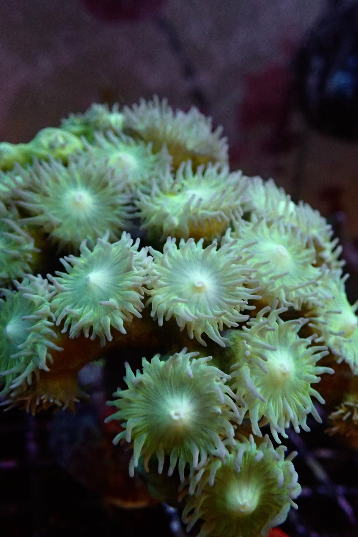 Duncanopsamia axifuga - Bartkoralle ultra mit grünem Stamm