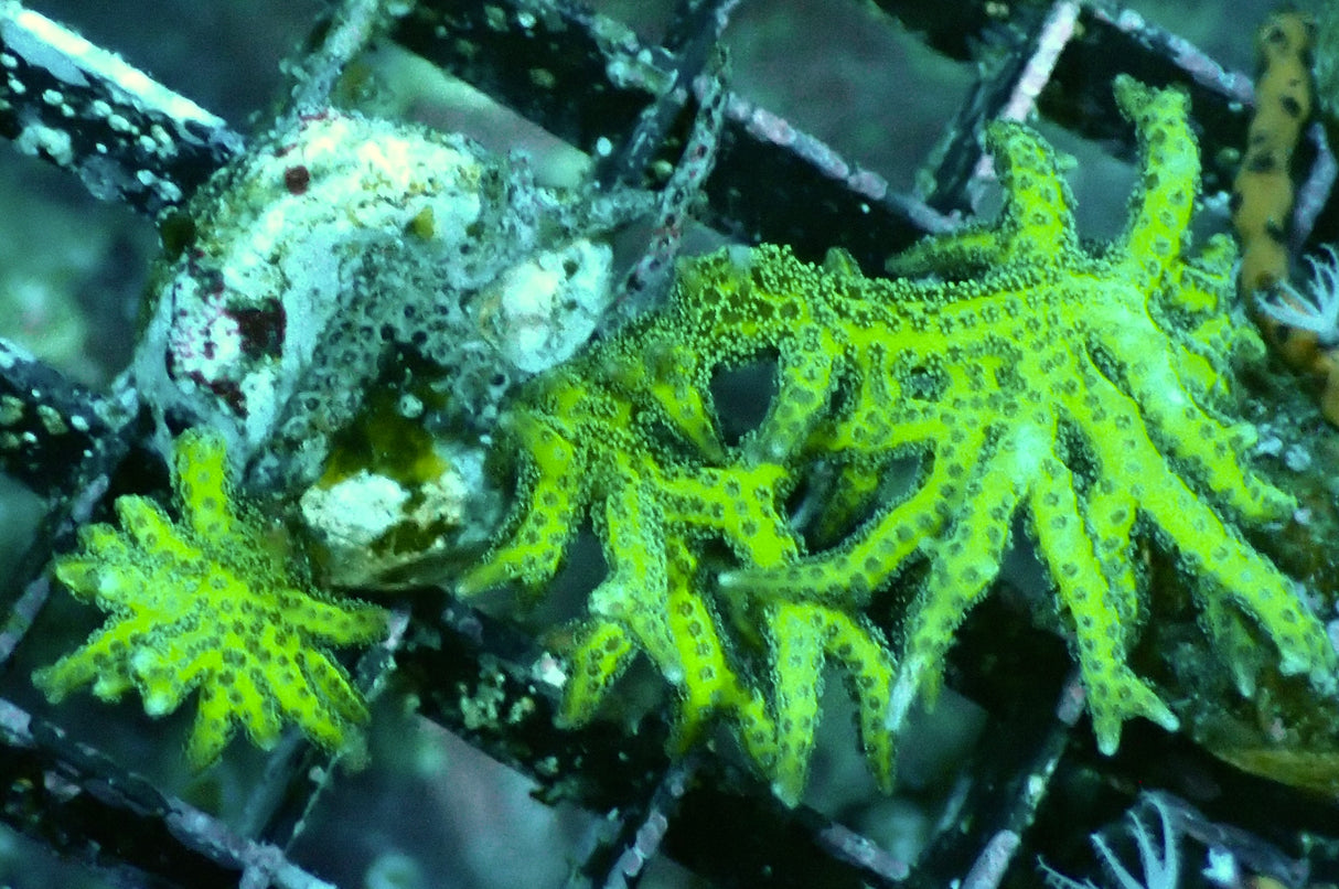 Seriatopora Hystrix grün M WYSIWYG