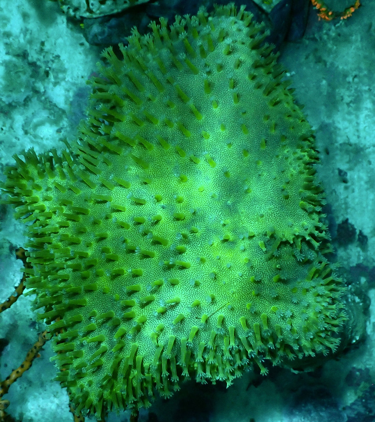 Sarcophyton - grüne Pilzlederkoralle - XXL - WYSIWYG