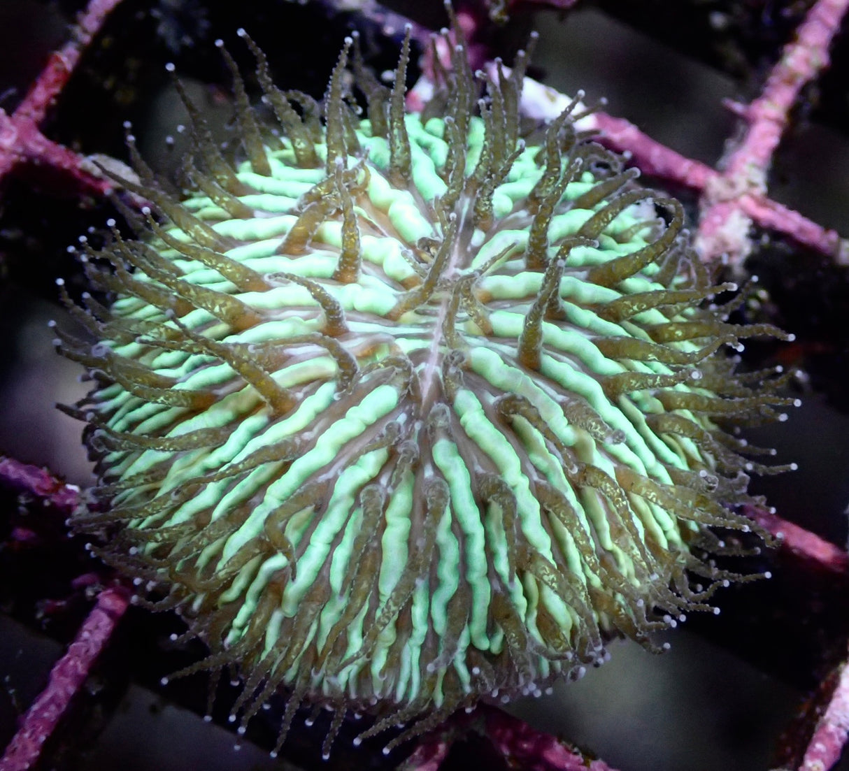 Fungia Grün