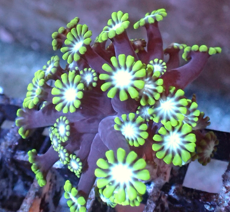 Alveopora Tizardi S