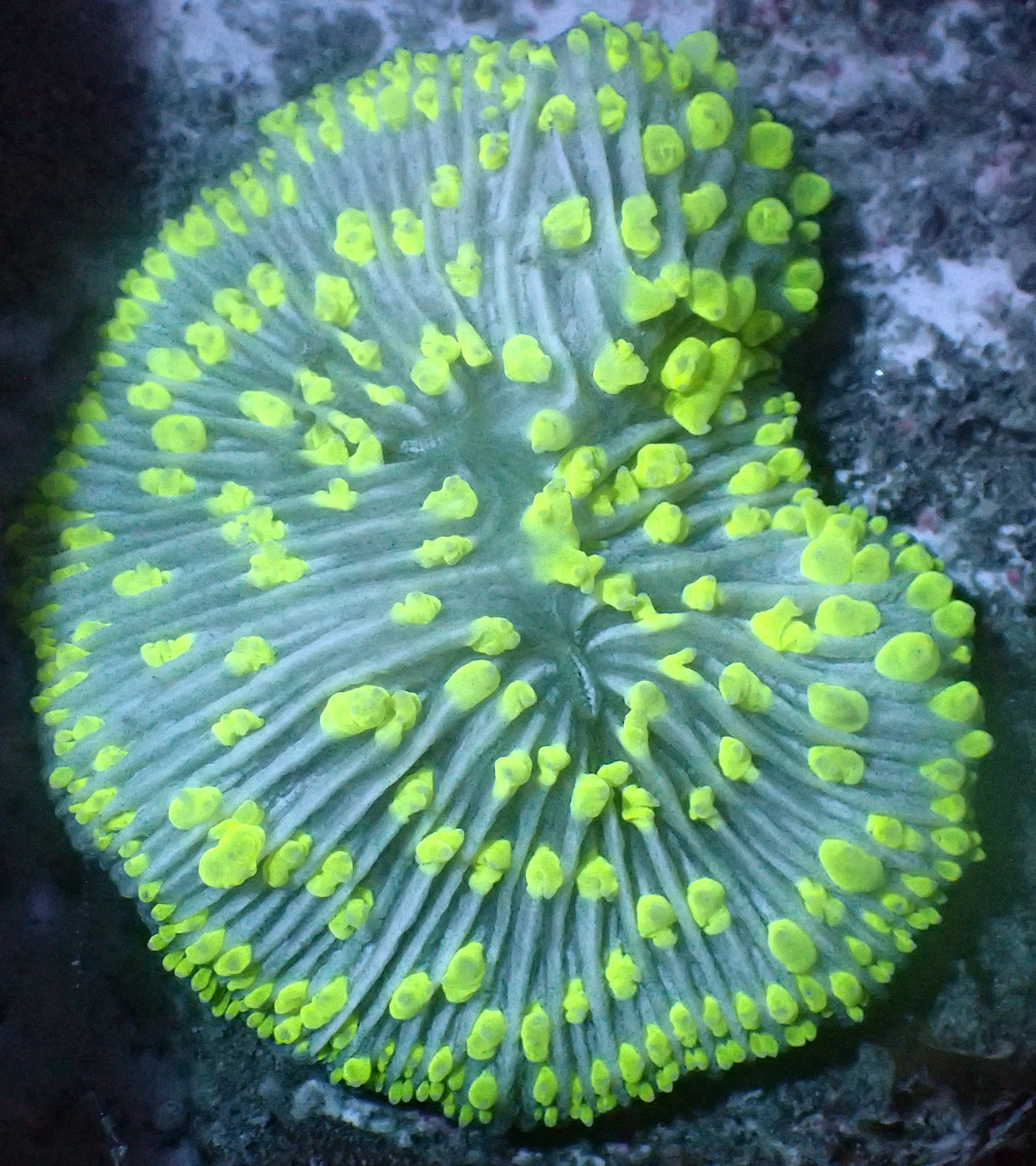 Fungia Doppelmund WYSIWYG