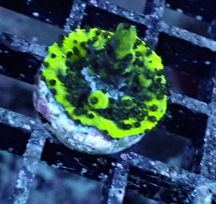 Acropora Subulata Electric Sparks