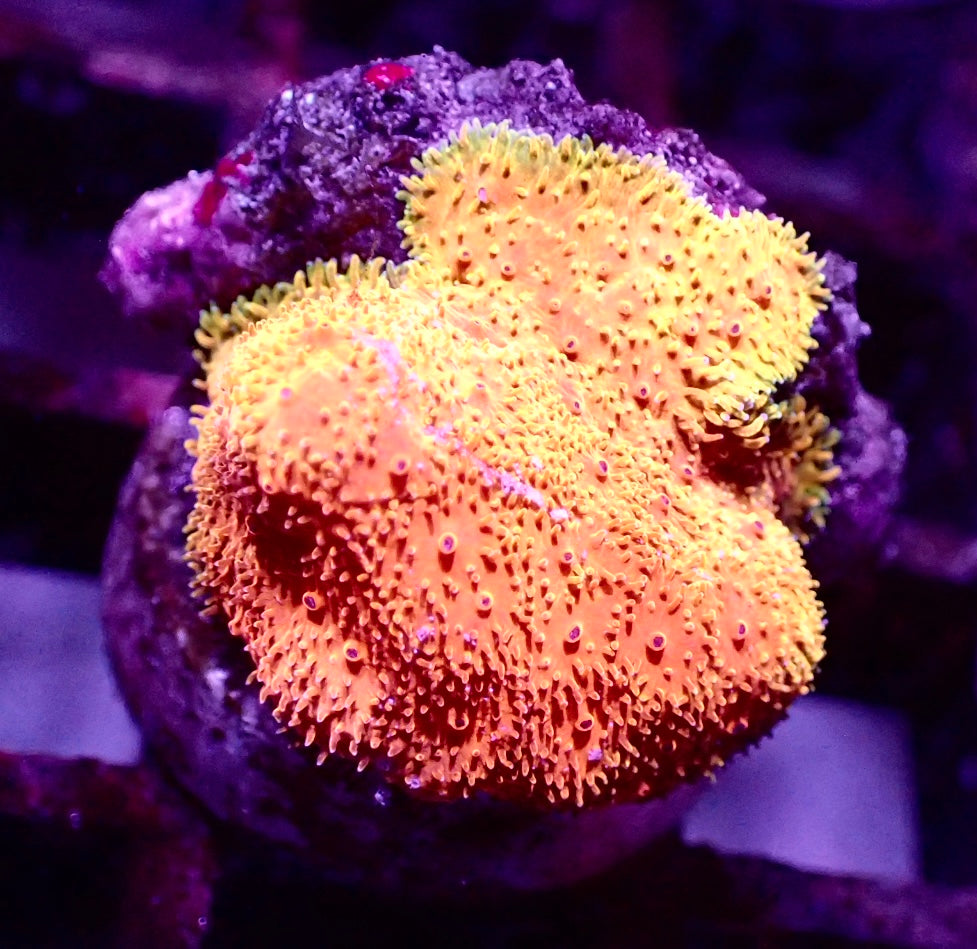 Psammocora Orange