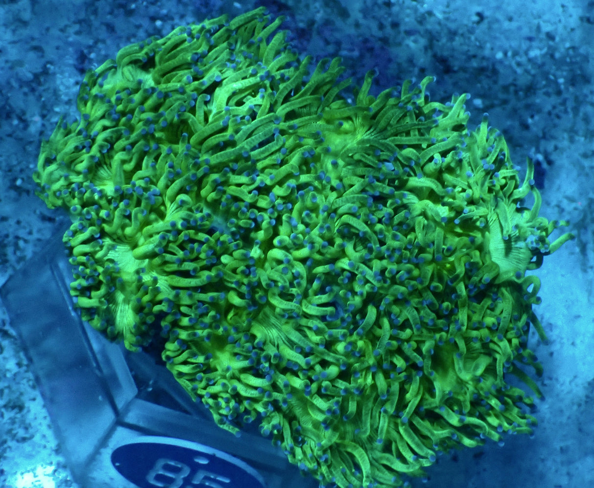 Catalaphyllia jardinei-Wunderkoralle blaue Tips - WYSIWYG