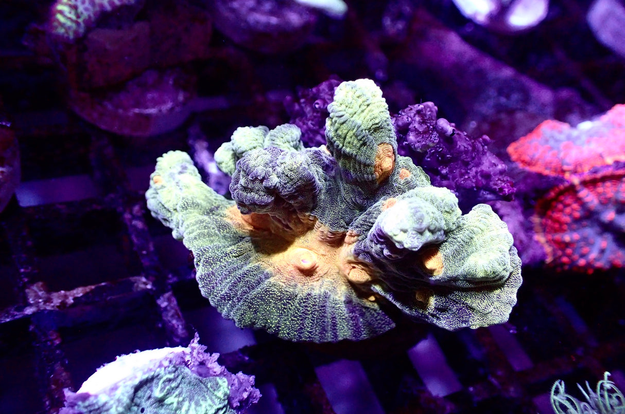 Pectinia Space Invader WYSIWYG