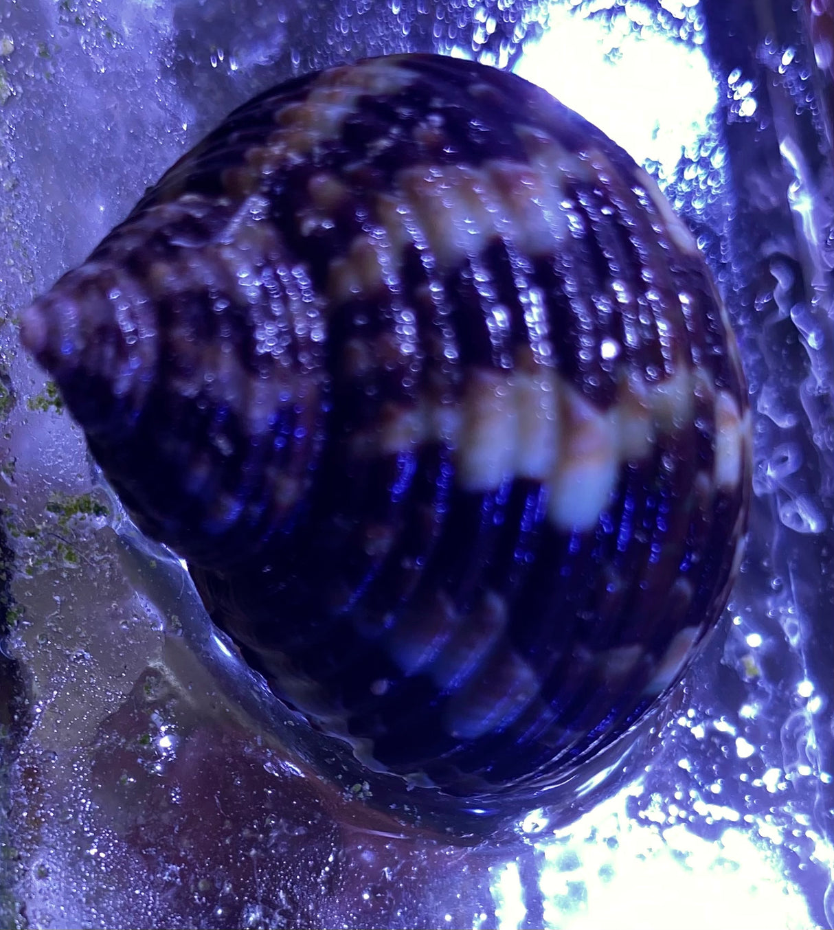 Turbo bruneus - Braune Pazifische Turboschnecke