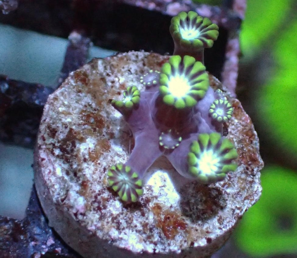 Alveopora Tizardi XS