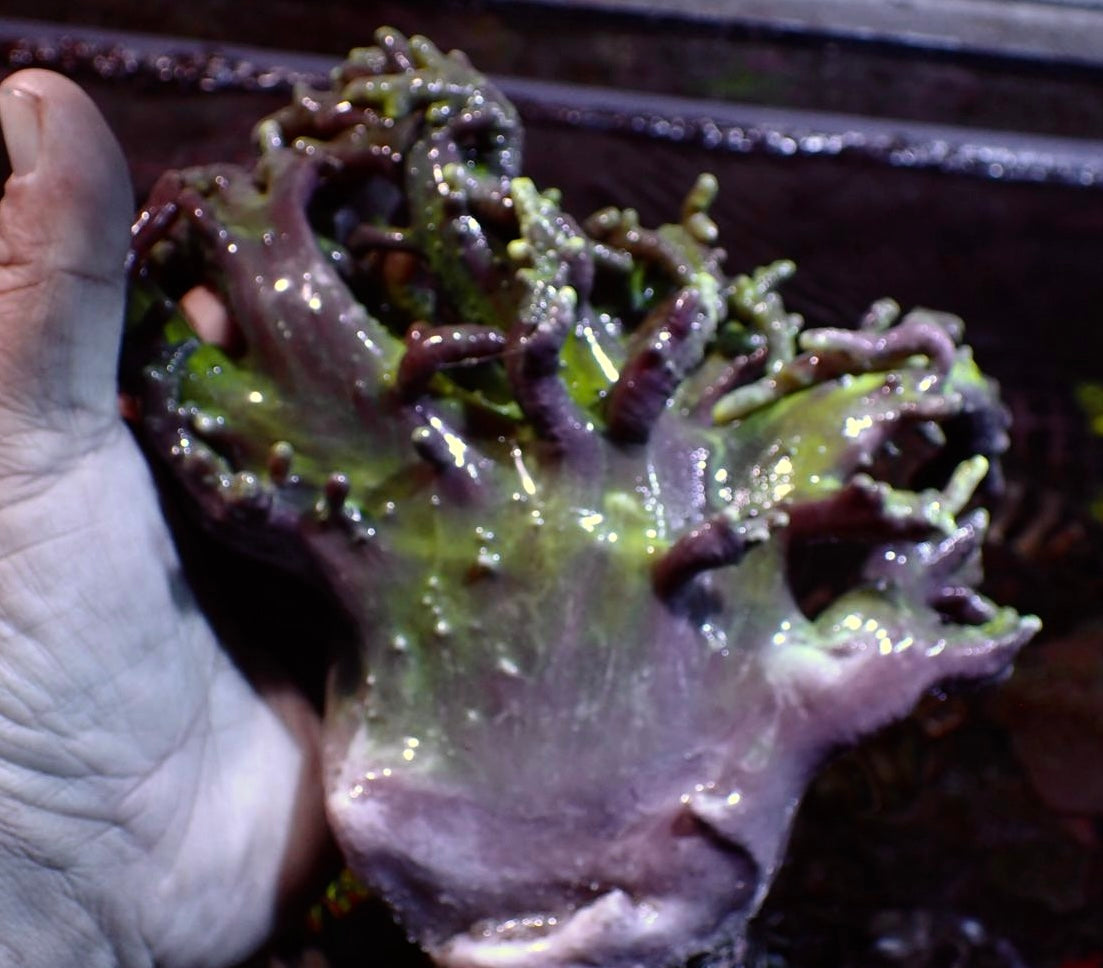 Sinularia flexibilis grün - Spaghetti Fingerlederkoralle grün - XL - WYSIWYG