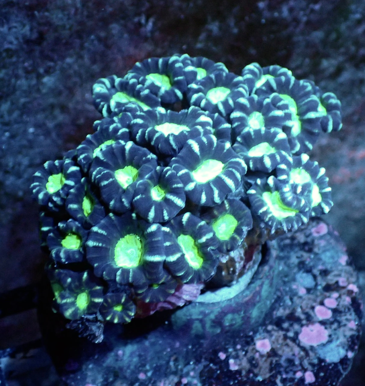 Caulastraea echinulata corallo tromba a doppia testa