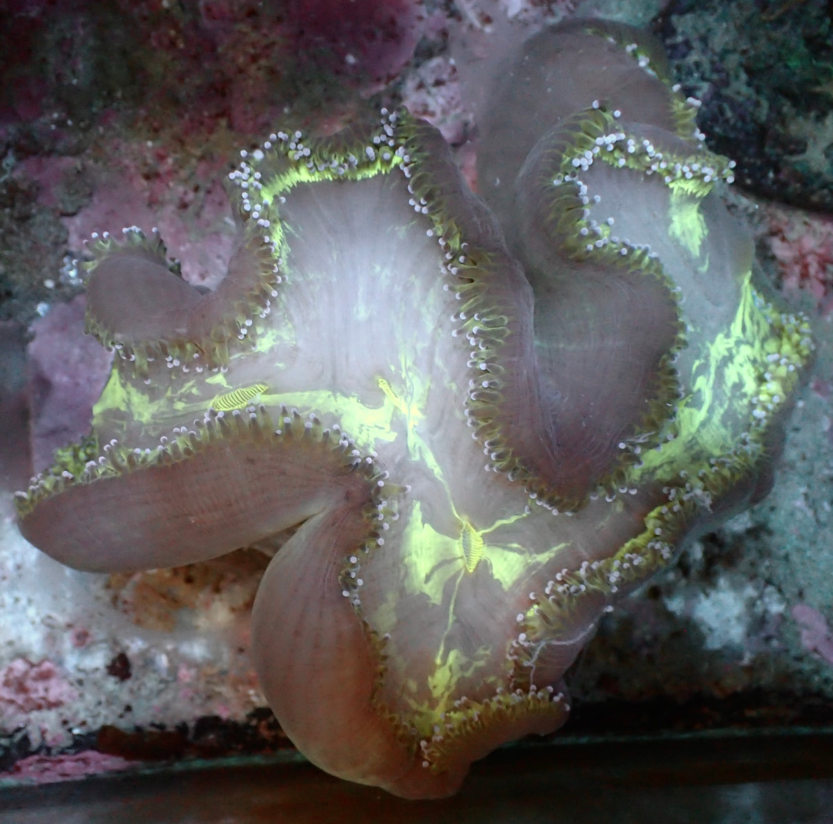 Catalaphyllia jardinei-Wunderkoralle XL