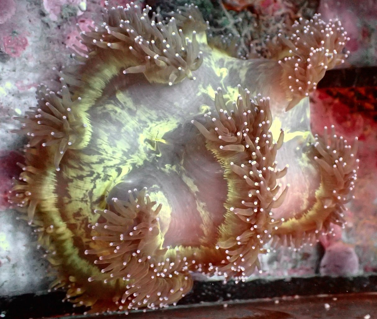 Catalaphyllia jardinei-Wunderkoralle XL