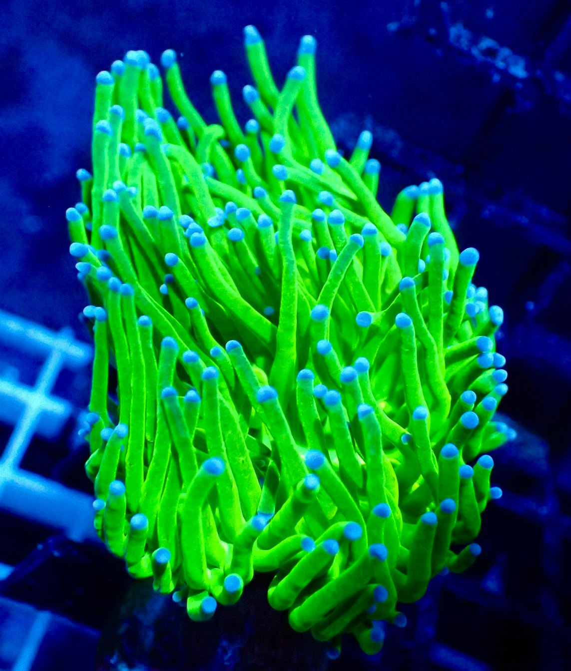 Euphyllia Glabrescense Toxic Green Blue Tips